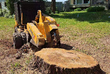 Stump Removal