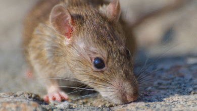 4 Environmental Factors Around Your Property That Quietly Invite Pest Activity