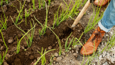 Prepare Your Lawn Before Booking Grass Seeding Nearby