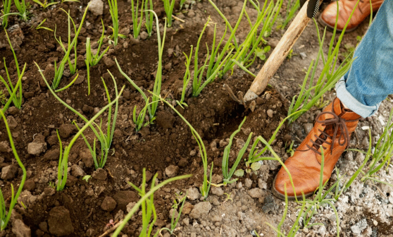 Prepare Your Lawn Before Booking Grass Seeding Nearby