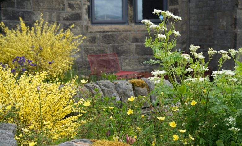 Garden Overgrowth